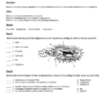 Worksheet  Characteristics Of Bacteria  Oiseis