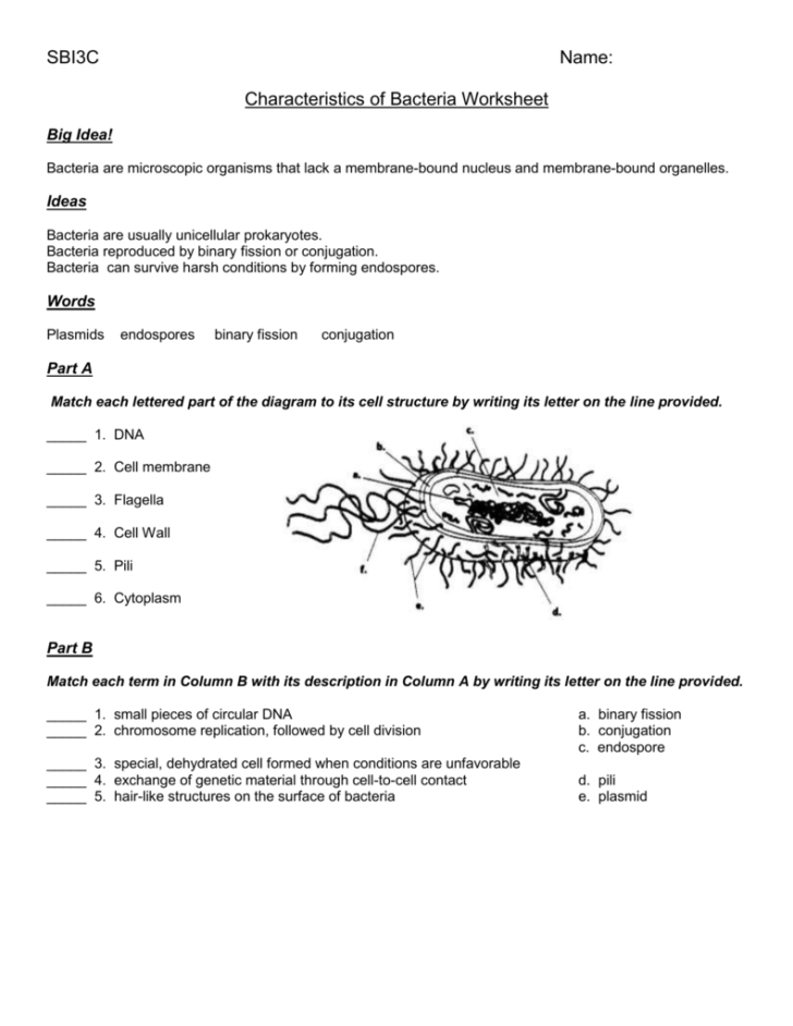 Characteristics Of Bacteria Worksheet — db-excel.com