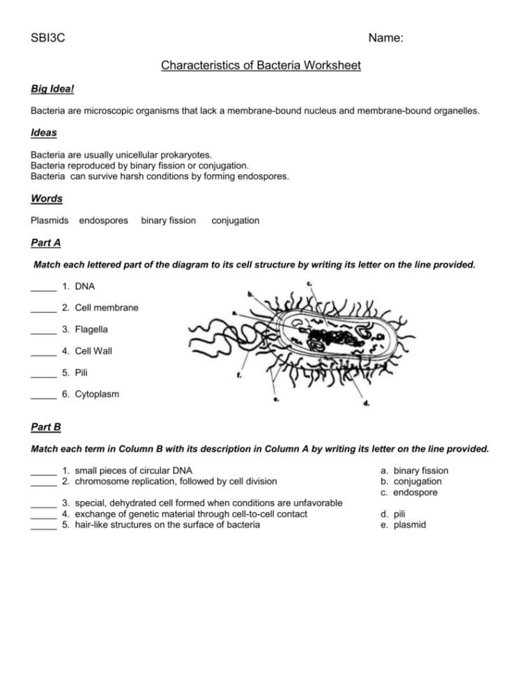 Worksheet  Characteristics Of Bacteria  Oiseis