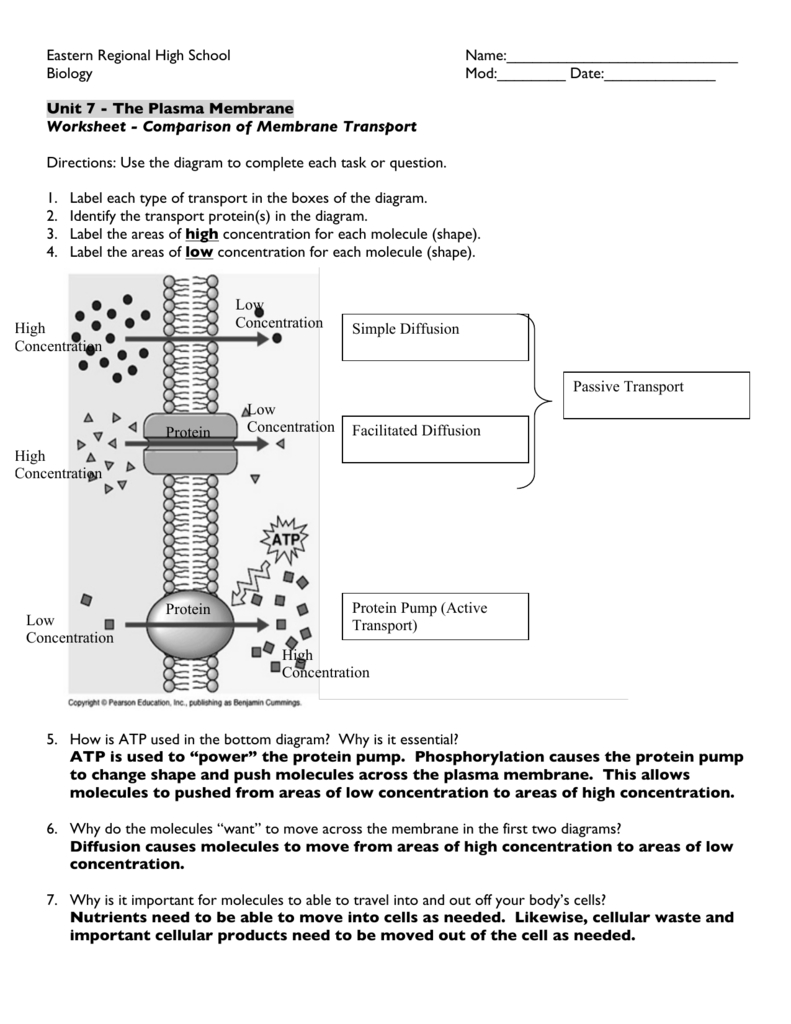 Worksheet  Comparison Of Membrane Transport Answer Key