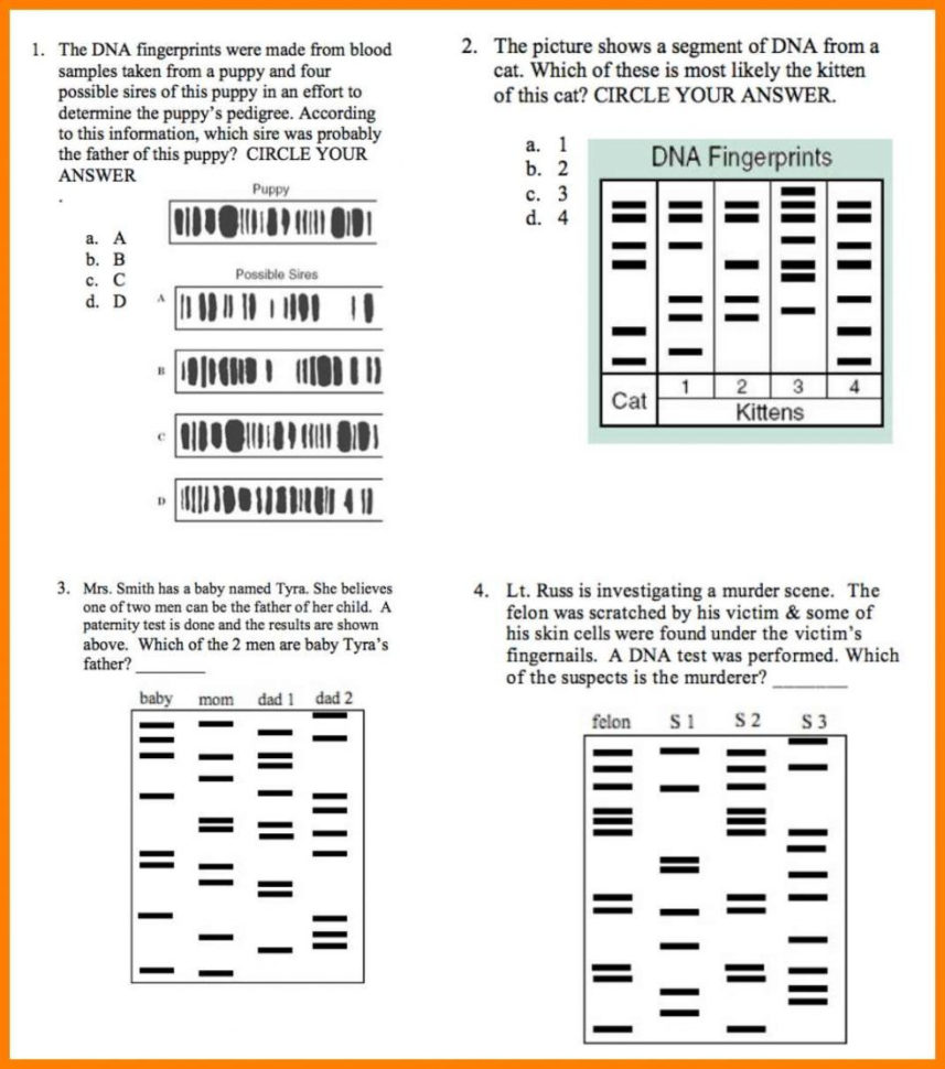 Worksheet Dna Fingerprinting Worksheet Dna Fingerprinting