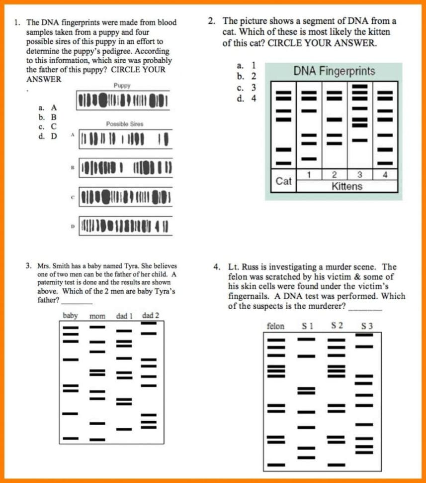 Worksheet Dna Fingerprinting Worksheet Dna Fingerprinting
