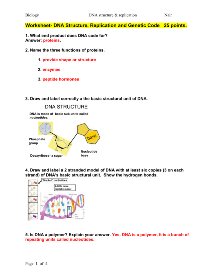 Worksheet Dna Structure Replication And Genetic Code — db-excel.com