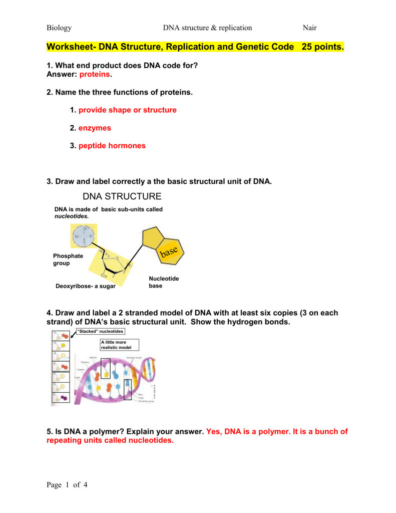 Worksheet Dna Structure Replication And Genetic Code