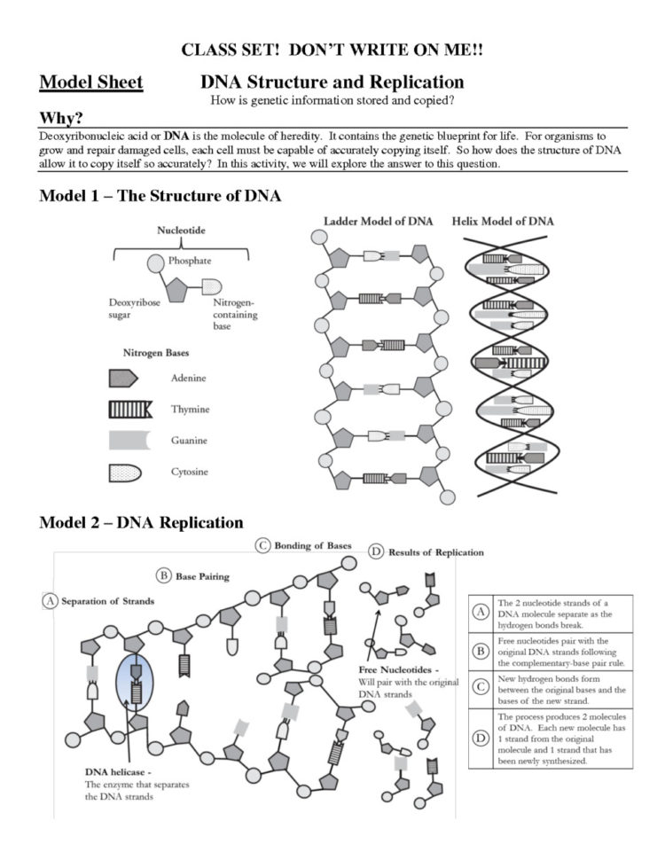 Worksheet Dna Structure Worksheet Worksheet Dna Structure Worksheet Dna Structure Worksheet Worksheet Dna Structure