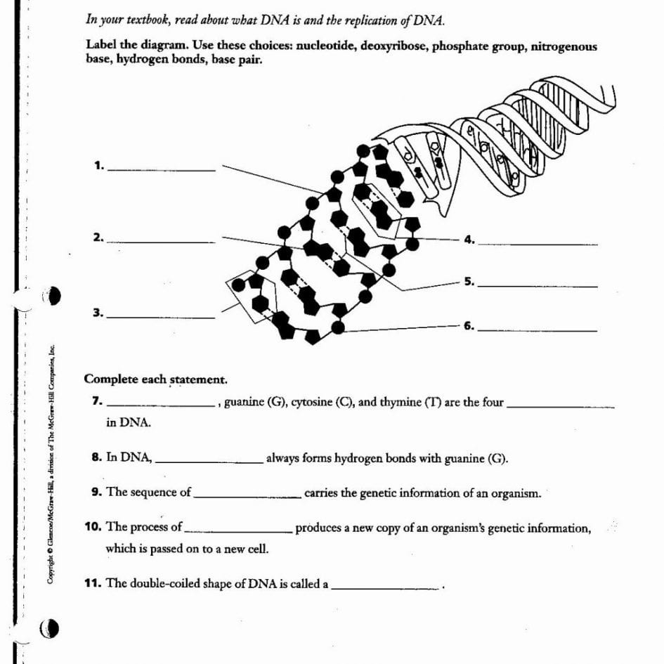 Dna Structure Worksheet Answer