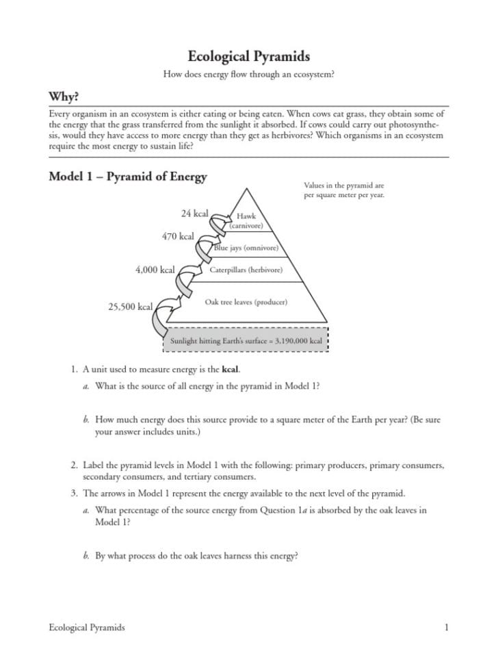 Worksheet Ecological Pyramids Worksheet Ecological