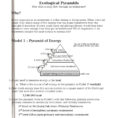 Worksheet Ecological Pyramids Worksheet Ecological Pyramid