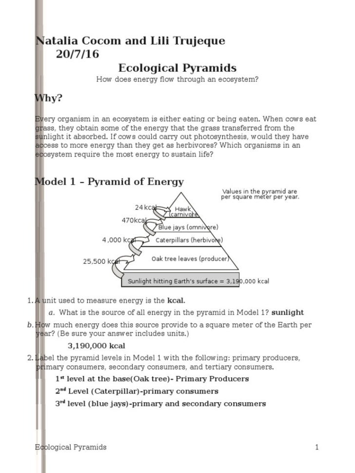 Worksheet Ecological Pyramids Worksheet Ecological Pyramid