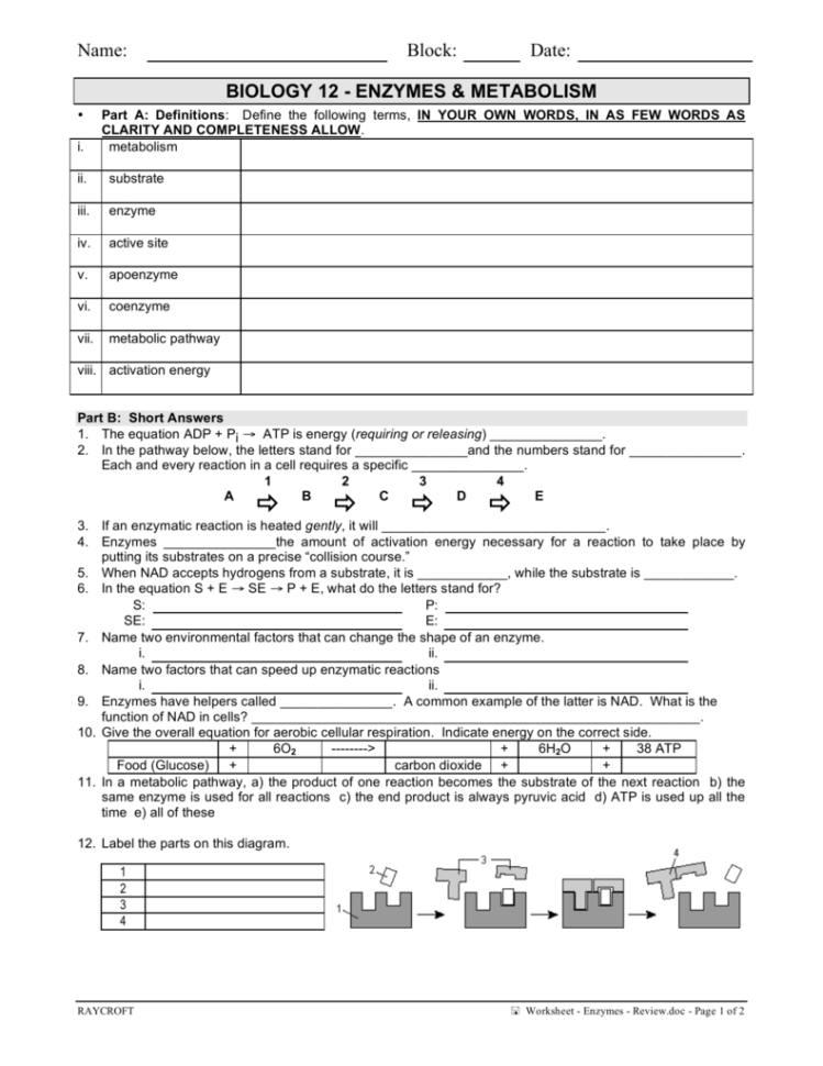 Worksheet  Enzymes