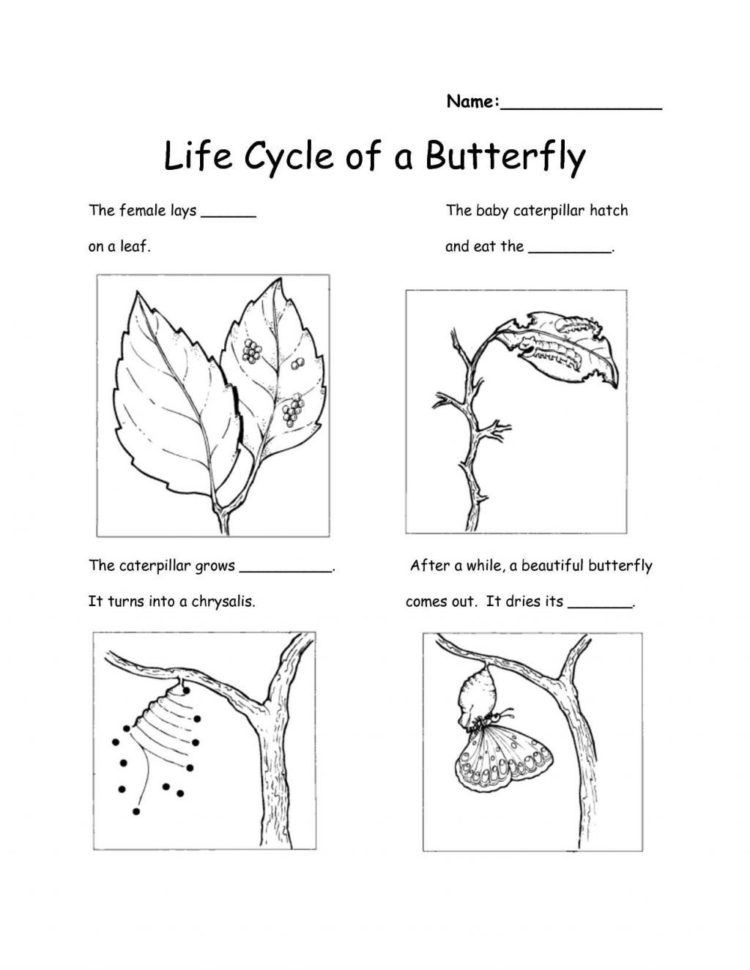 Worksheet Ideas  2Nd Grade Science Worksheets On Plants