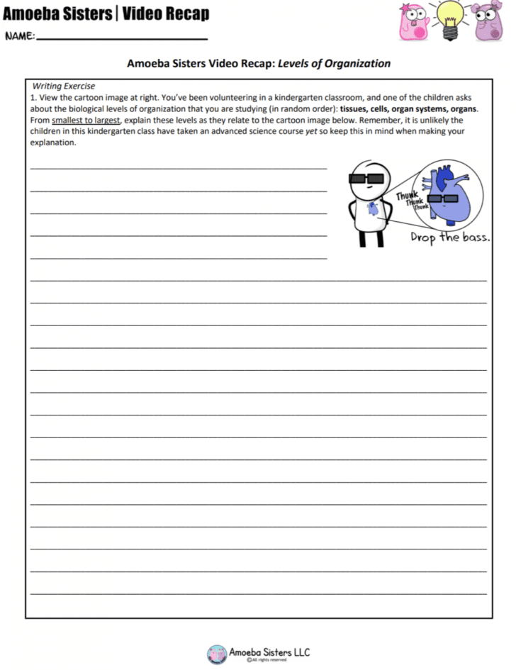 Levels Of Organization Worksheet Answers