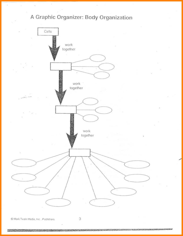 Worksheet Levels Of Organization Worksheet Levels Of