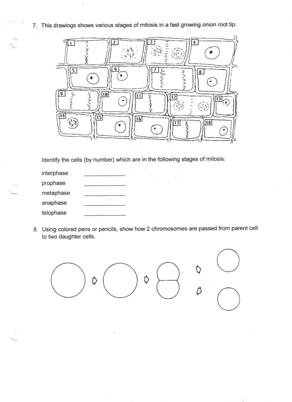 Meiosis Worksheet Answer Key 16 Best Images Of Steps Of Meiosis Worksheet Answers