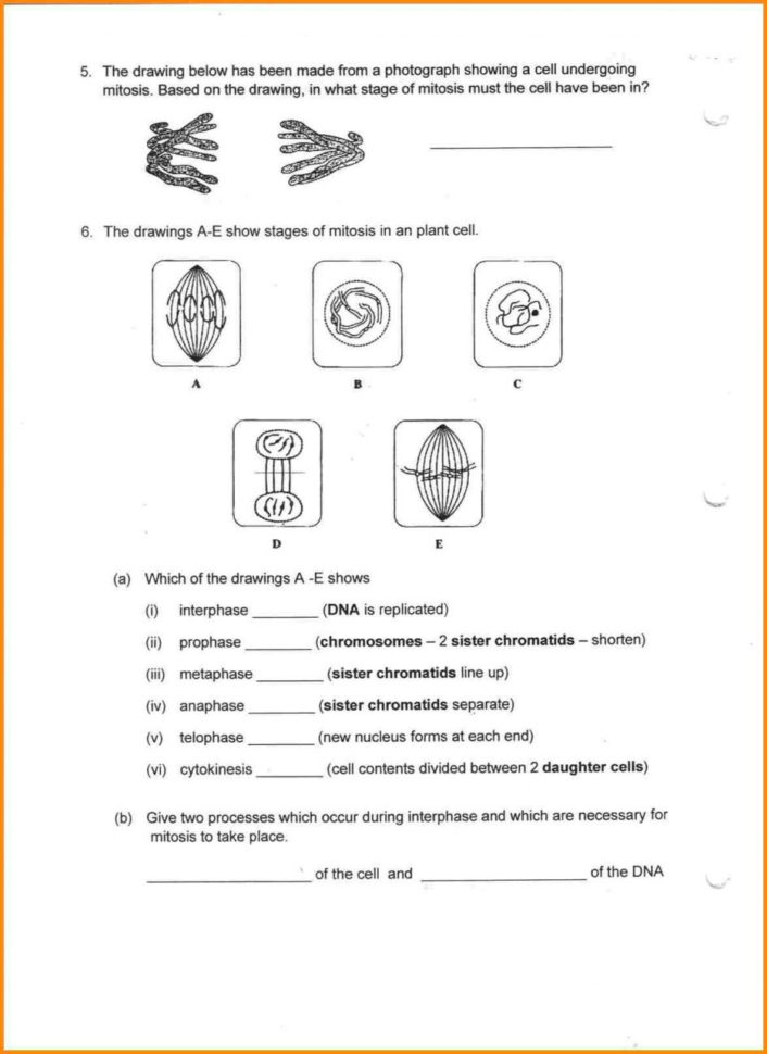 Worksheet Mitosis Worksheet And Diagram Identification
