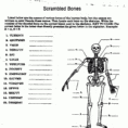 Worksheet Muscular System Worksheet Skeletalmuscular