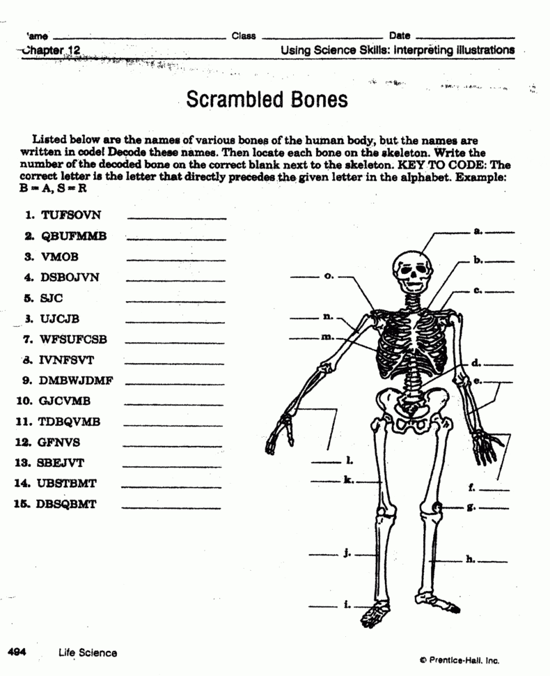 Worksheet Muscular System Worksheet Skeletalmuscular