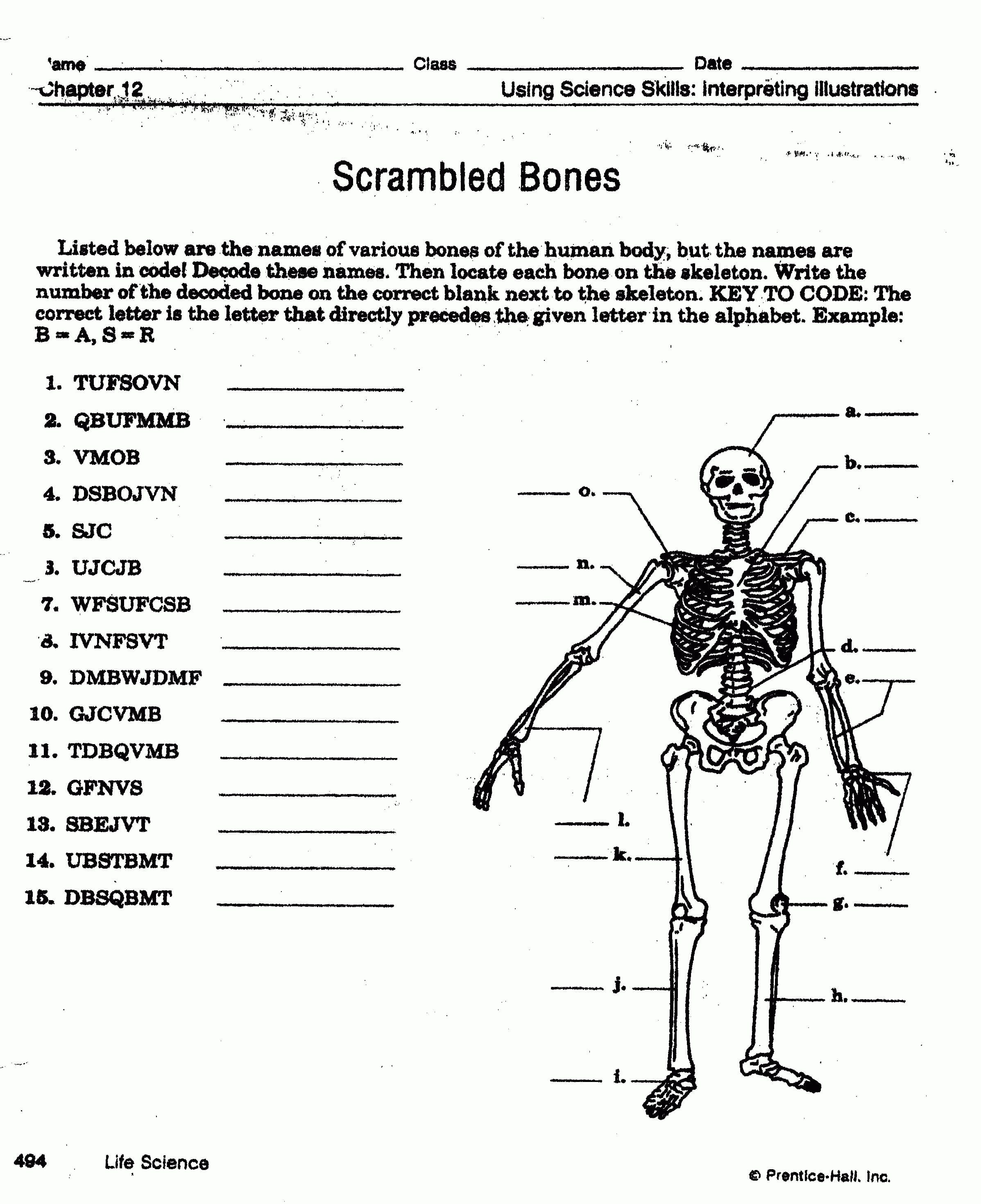 Worksheet Muscular System Worksheet Skeletalmuscular — db