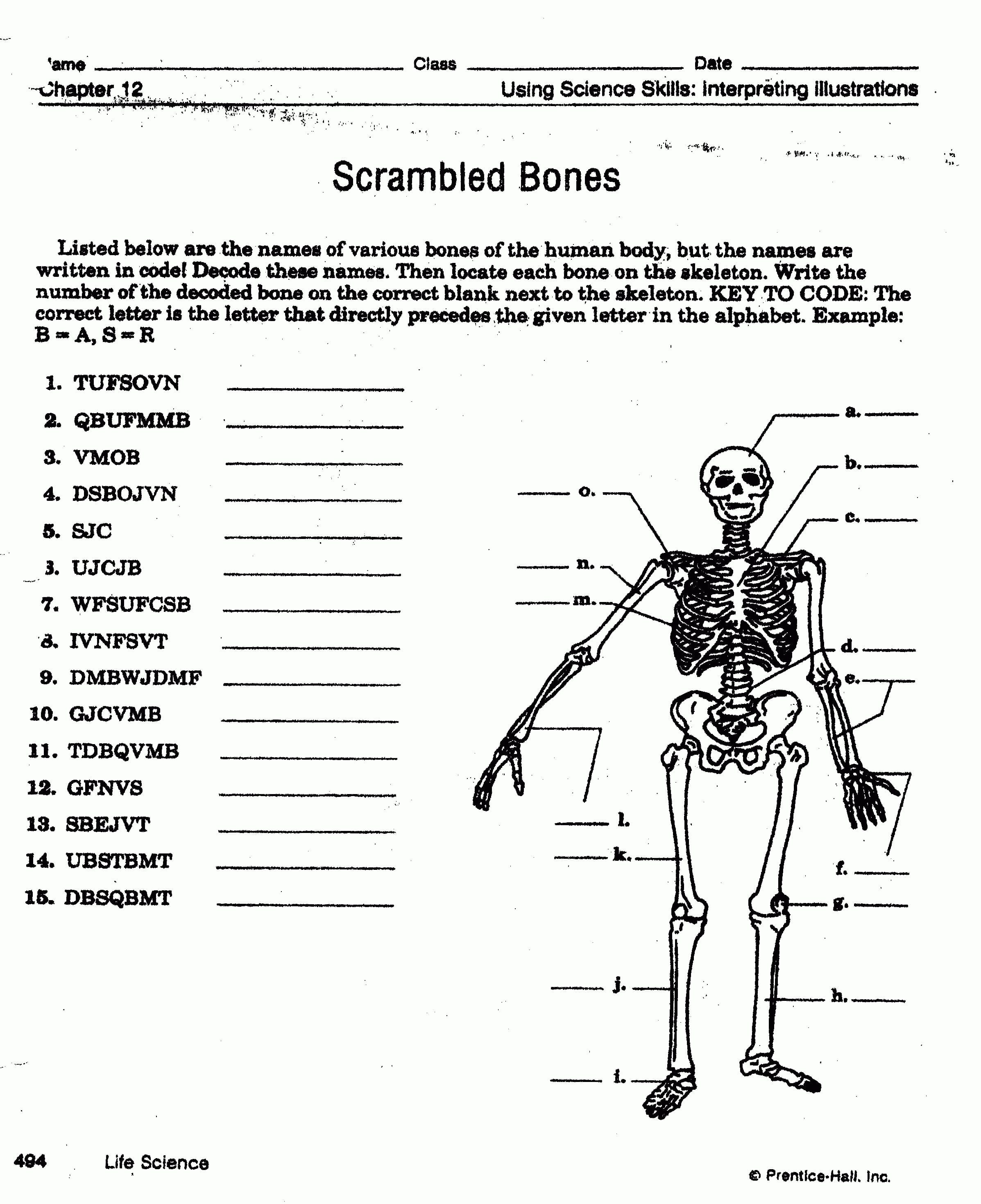 Muscle System Worksheet Answers