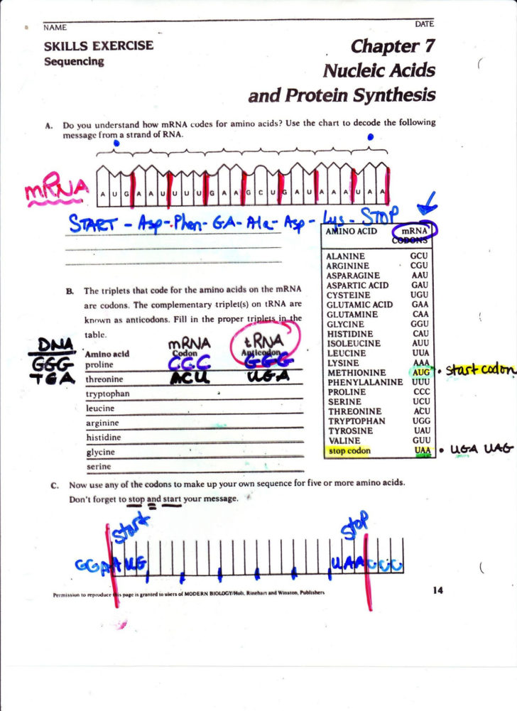 worksheet-on-dna-rna-and-protein-synthesis-answer-key-db-excel