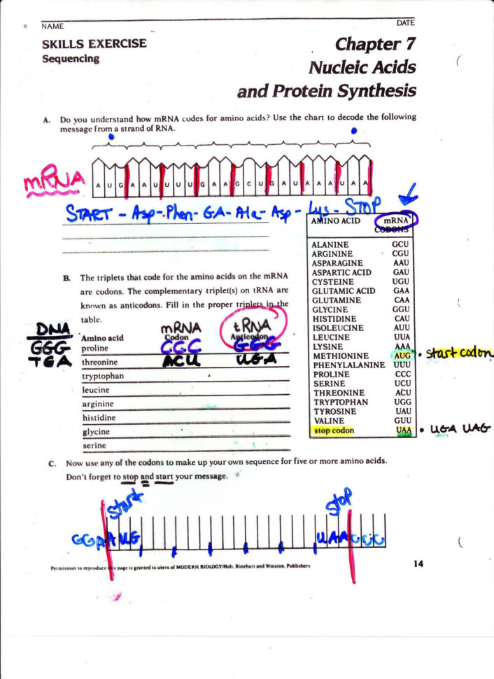 Worksheet On Dna Rna And Protein Synthesis Answer Key