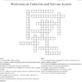 Worksheet On Endocrine And Nervous System Crossword  Word