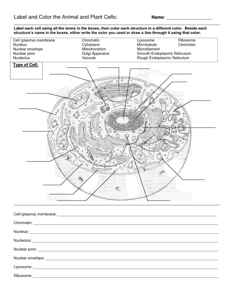 Worksheet Plant And Animal Cell Worksheet Animal Cells