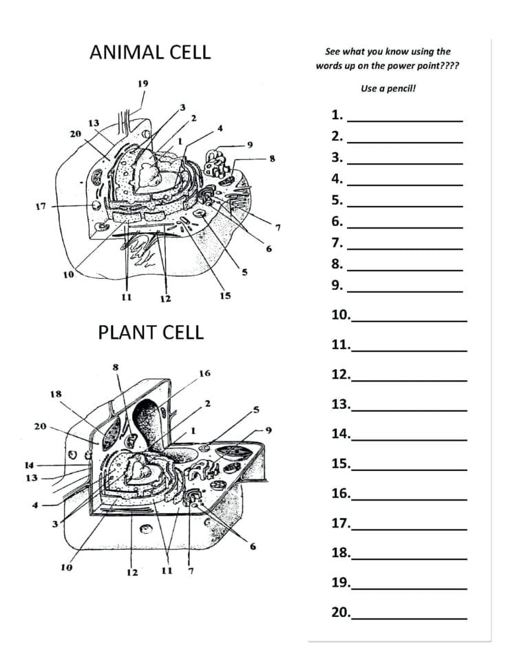 Worksheet Plant And Animal Cell Worksheet Animal Cells
