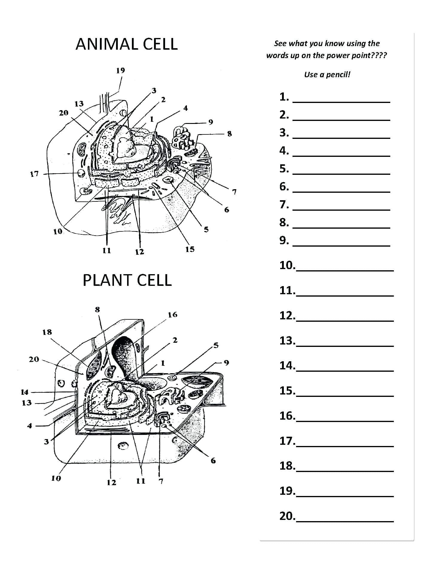 Animal And Plant Cells Worksheet | db-excel.com