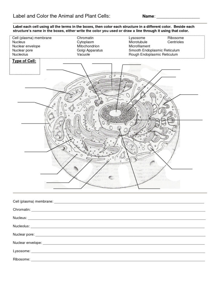 Animal Cell Worksheet Answers