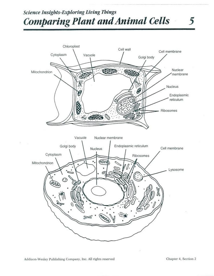 Worksheet Plant And Animal Cell Worksheet Diagram Plant