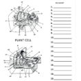 Worksheet Plant And Animal Cell Worksheet Diagram Plant Cell