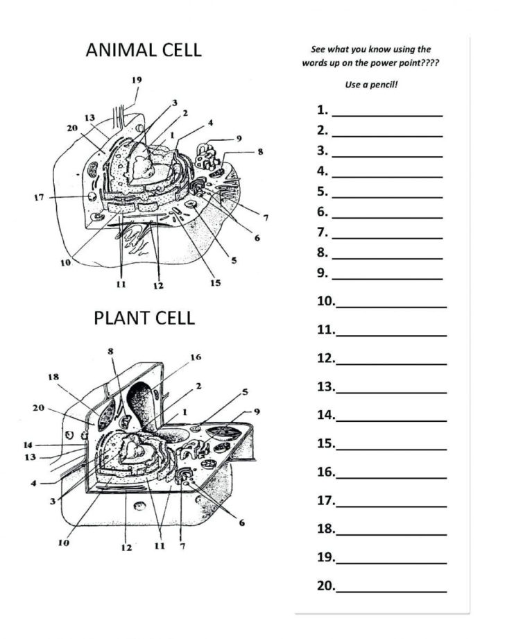 Label Plant Cell Worksheet