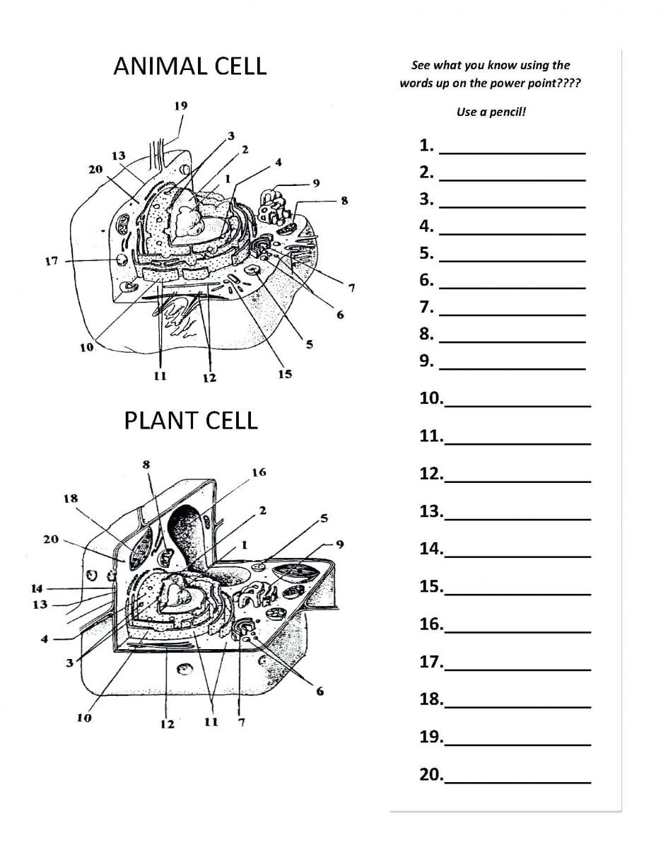 label-plant-cell-worksheet-db-excel