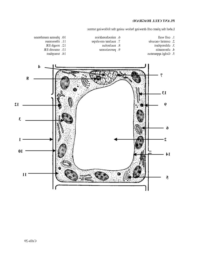 Worksheet Plant And Animal Cell Worksheet Diagram Plant Cell