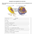 Worksheet Prokaryotic And Eukaryotic Cell Structure