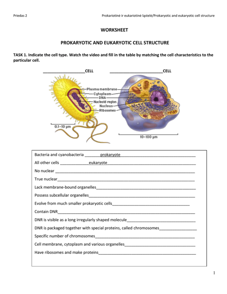 Prokaryotic And Eukaryotic Cells Worksheet Answers