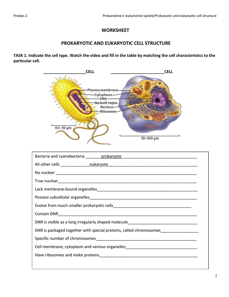 Prokaryotic And Eukaryotic Cells Worksheet Answers Db excel