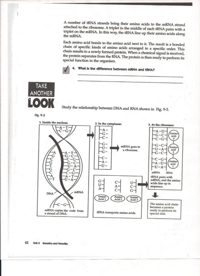 Worksheet Protein Synthesis Worksheet Answers Best Of Say