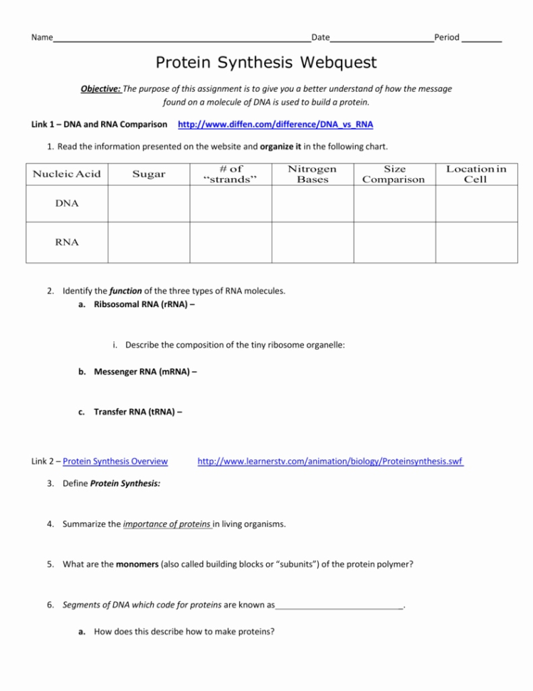 Worksheet Protein Synthesis Worksheet Answers Worksheet