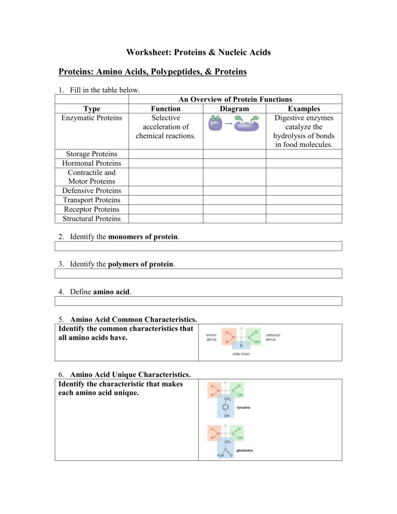 Worksheet Proteins  Nucleic Acids Proteins Amino Acids