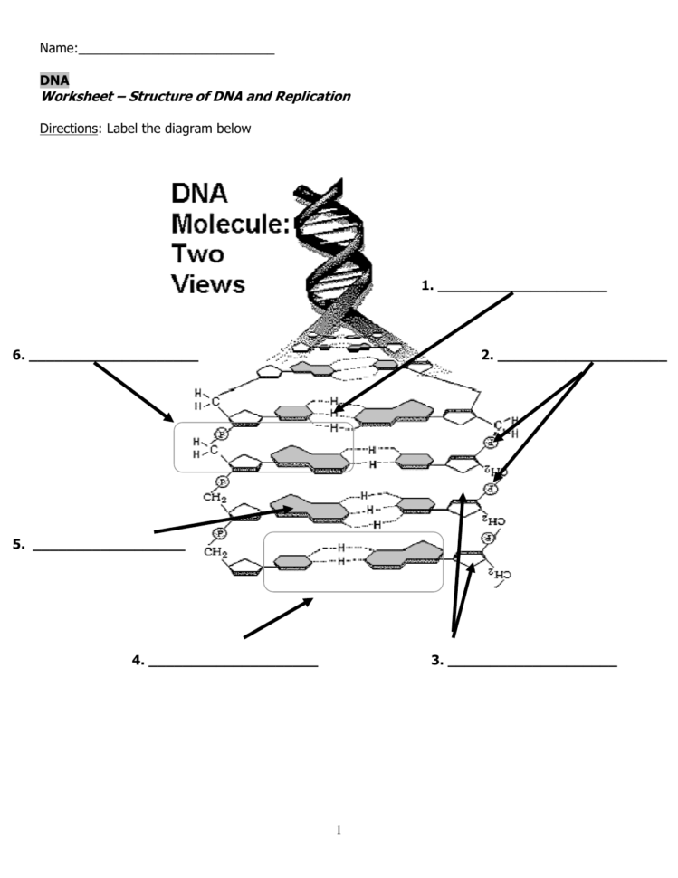 Worksheet – Structure Of Dna And Replication