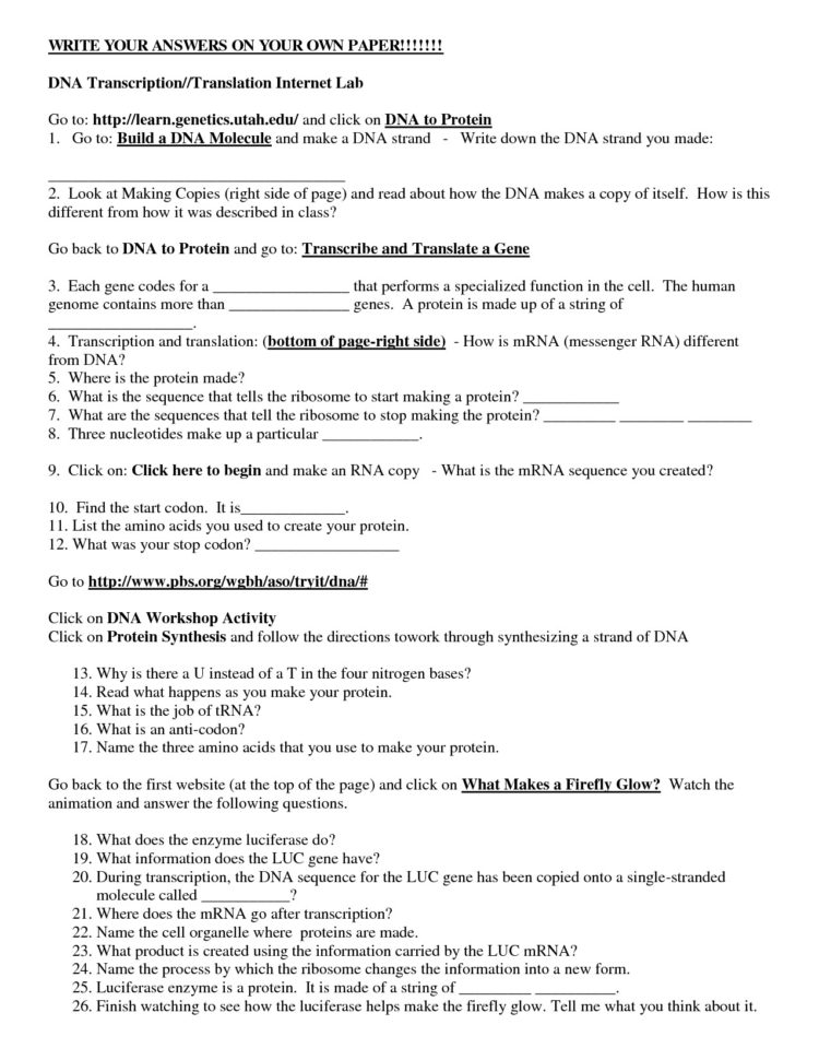 Worksheet Transcription And Translation Worksheet Answers