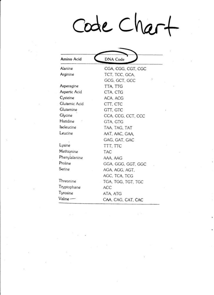 Dna Replication And Transcription Worksheet Answers