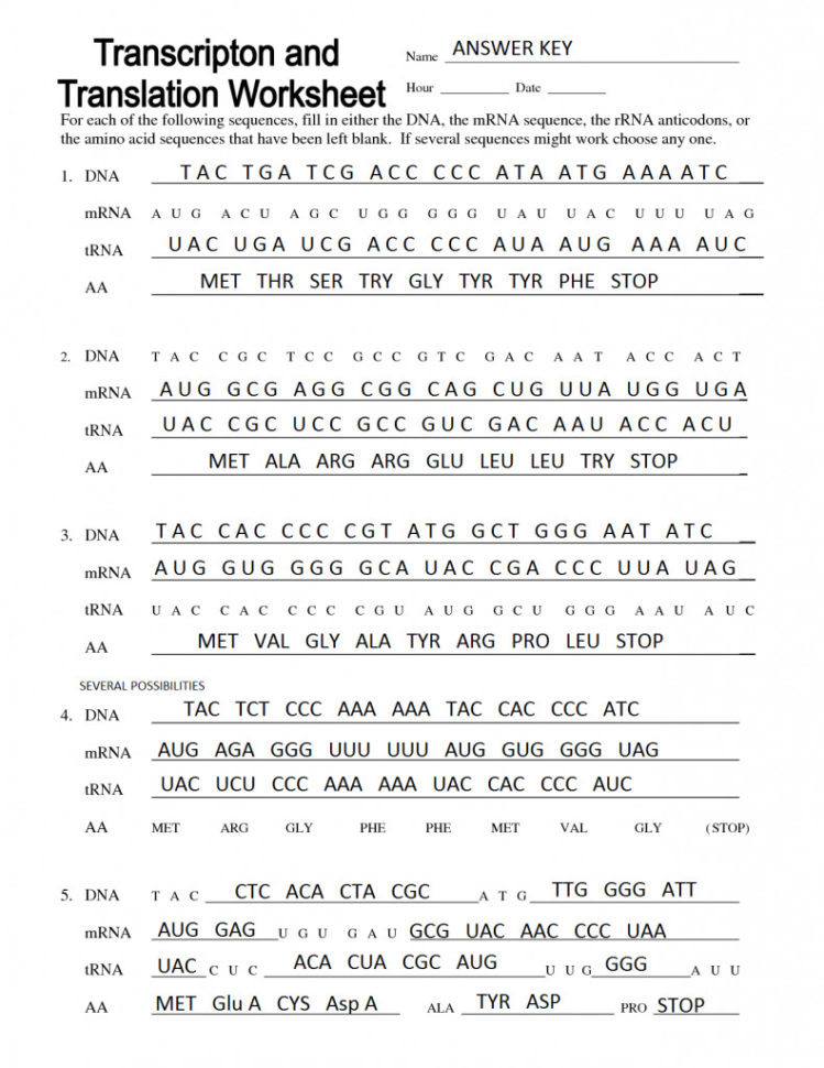 Transcription And Translation Worksheet Colored — db-excel.com