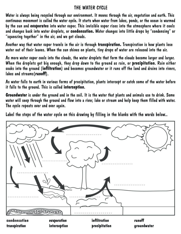 Worksheets On The Ter Cycle – Zapatillasajclub