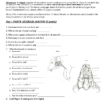 Worksheets To Complete W Dissection