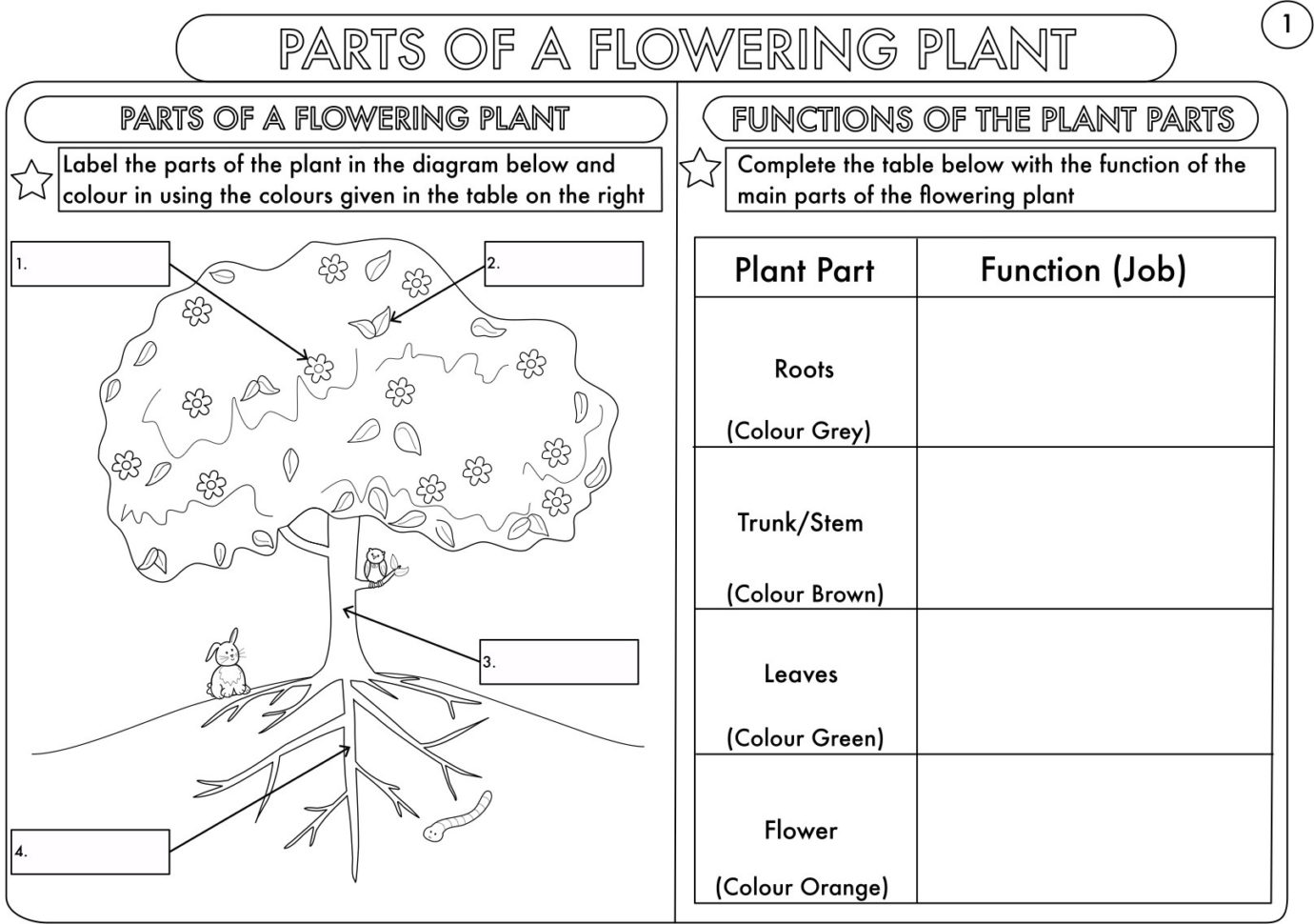 Parts Of A Flower Worksheet — Db-excel.com