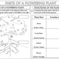 Year 3 Science Parts Of A Plant Worksheet