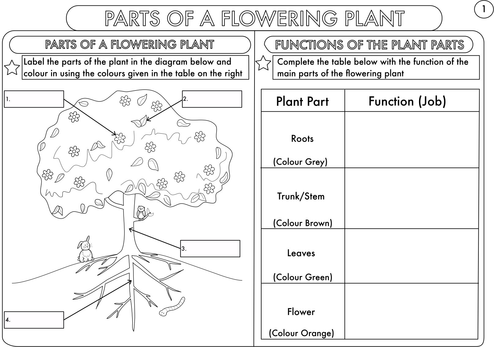 Year 3 Science Parts Of A Plant Worksheet